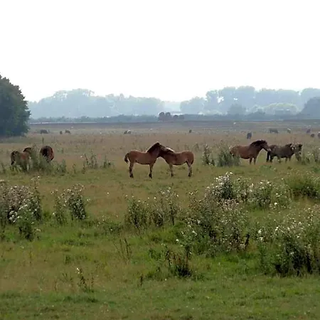 In Near Forest Water